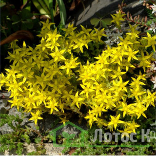 Седум/Очиток едкий 'Yellow Queen' (Sedum acre 'Yellow Queen')