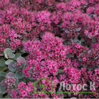 Седум/Очиток скальный 'Lidakense' (Sedum cauticola 'Lidakense')