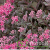 Седум/Очиток скальный 'Lidakense' (Sedum cauticola 'Lidakense')