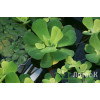 Пістія (Pistia)