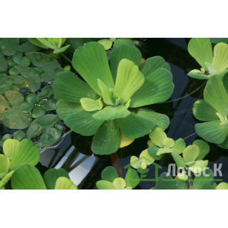 Пістія (Pistia)