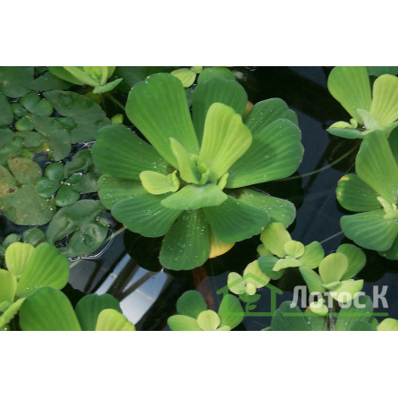 Пістія (Pistia)