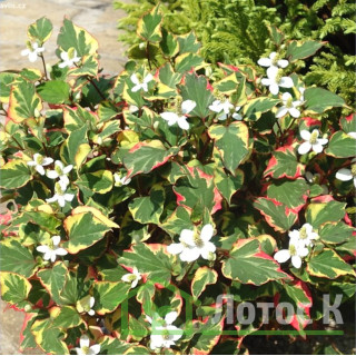 Хауттюйнія серцелистна (Houttuynia cordata 'Chameleon')