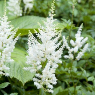 Астільба 'Diamant' (Astilbe 'Diamant')