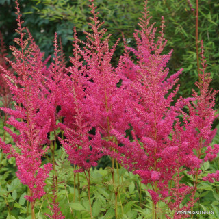 Астільба 'Granat' (Astilbe 'Granat')