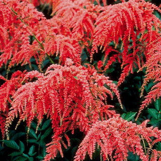 Астільба 'Red Charm' (Astilbe  'Red Charm')