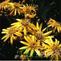 Бузульник 'Desdemona'  (Ligularia 'Desdemona')