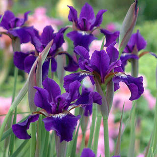 Ирис сибирский 'Ruffled Velvet' (Iris 'Ruffled Velvet')