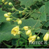 Киренгешома  дланевидная (Kirengeshoma Palmata)