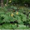 Киренгешома  дланевидная (Kirengeshoma Palmata)