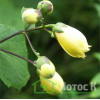 Киренгешома  дланевидная (Kirengeshoma Palmata)