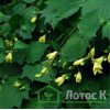 Киренгешома  дланевидная (Kirengeshoma Palmata)