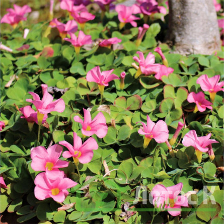 Кислиця прижатая (Oxalis depressa)