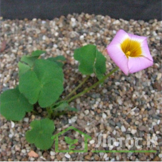 Кислиця прижатая (Oxalis depressa)