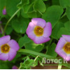 Кислиця прижатая (Oxalis depressa)