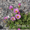 Кислиця прижатая (Oxalis depressa)