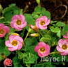 Кислиця прижатая (Oxalis depressa)