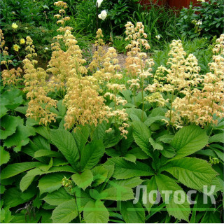 Роджерсия перистая (Rodgersia рinnata)