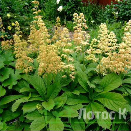 Роджерсия перистая (Rodgersia рinnata)