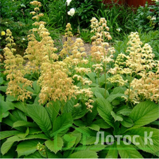 Роджерсия перистая (Rodgersia рinnata)