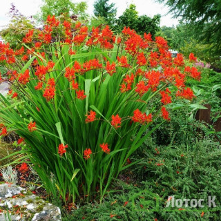 Крокосмия 'Emberglow' (Crocosmia 'Emberglow')