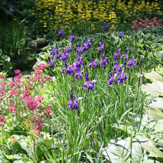 Ирис сибирский 'Caesar`s Brother' (Iris sib. 'Caesar`s Brother')