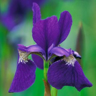 Ирис сибирский 'Caesar`s Brother' (Iris sib. 'Caesar`s Brother')