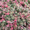 Седум/Очиток ложный 'Tricolor' (Sedum spurium 'Tricolor')