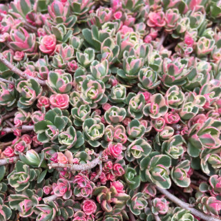Седум/Очиток ложный 'Tricolor' (Sedum spurium 'Tricolor')