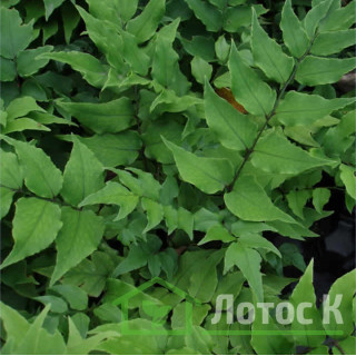 Циртоміум Форчуна (Cyrtomium fortunei)