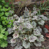 Гейхера 'Venus' (Heuchera 'Venus')