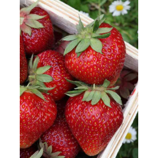 Земляника садовая 'Sweet Charlie' (Fragaria ananassa 'Sweet Charlie')