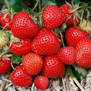 Земляника садовая фриго 'Elegance' (Fragaria ananassa 'Elegance')