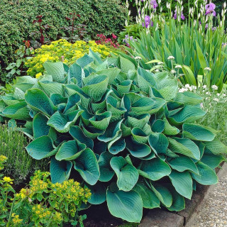 Хоста 'Elegans' (Hosta 'Elegans')