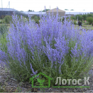 Перовския 'Crazy Blue' (Perovskia 'Crazy Blue')