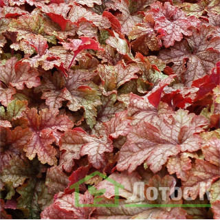 Гейхерелла 'Honey Rose' (Heucherella 'Honey Rose')