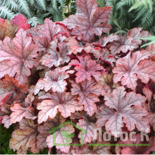 Гейхерелла 'Honey Rose' (Heucherella 'Honey Rose')