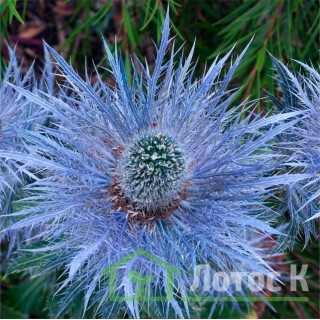 Синьоголовник 'Blue Jackpot' (Eryngium 'Blue Jackpot')