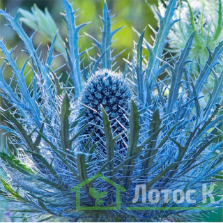 Синьоголовник 'Blue Jackpot' (Eryngium 'Blue Jackpot')