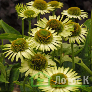 Эхинацея 'Green Jewel' (Echinacea 'Green Jewel')