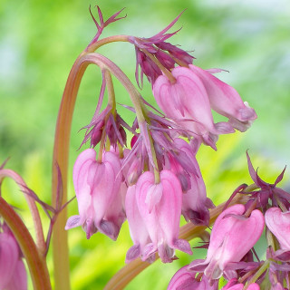 Діцентра 'Spring Gold' (Dicentra 'Spring Gold')