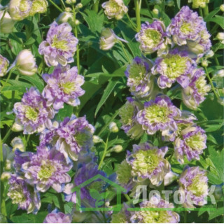 Дельфініум 'Blueberry Pie' (Delphinium 'Blueberry Pie')