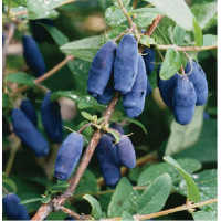 Жимолость  (Lonicera edulis)