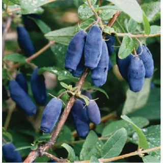 Жимолость (Lonicera edulis)