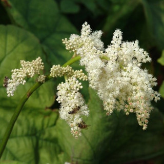 Астільбоідес пластинчатий (Astilboides tabularis)