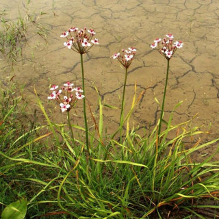 Сусак зонтичний (Butomus umbellatus)