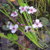 Сусак зонтичний (Butomus umbellatus)