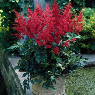 Астільба 'Red sentinel' (Astilbe 'Red sentinel' )