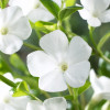Барвинок малый 'Gertrude Jekyll' (Vinca minor 'Gertrude Jekyll')