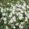 Барвинок малый 'Gertrude Jekyll' (Vinca minor 'Gertrude Jekyll')